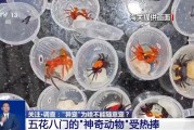 兰州@铲屎官们 养“异宠”或危害国家安全 这些行为违法了