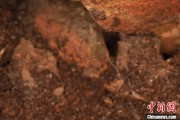 兰州江西发现蜘蛛新物种 为研究呵叻蛛属适应区域提供依据
