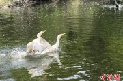 兰州吉林：罕见白鸬鹚连续两年“故地重游”
