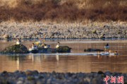 兰州歙县完成安徽首个县域生物多样性调查 共记录物种近4千种